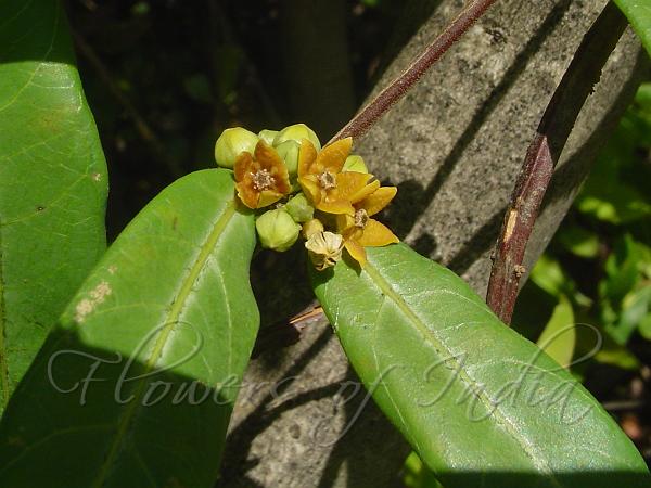 Indian Sarsaparilla